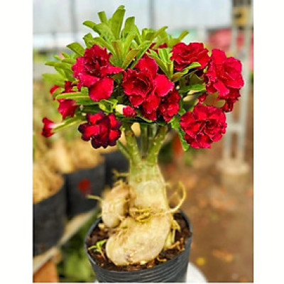 Hạt giống hoa sứ ghép hoa Thiên Vương cánh đỏ đen - Bịch 10 hạt – Mã số 2094 - 2