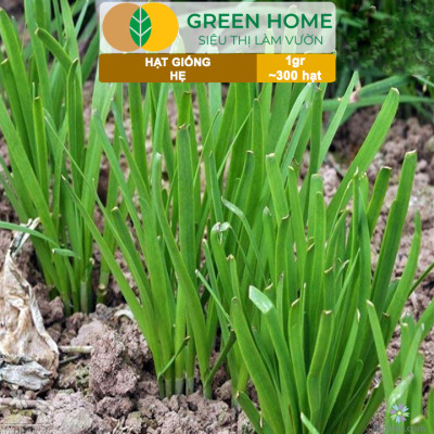 Hạt Giống Hẹ Cao Sản GreenHome, Gói 1g~300 hạt, Dễ Trồng, Nảy Mầm Cao, Thu Hoạch, Năng Suất Cao G04