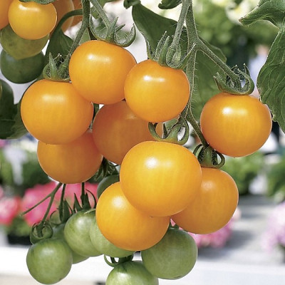 Hạt giống cà chua cherry vàng trái sai dạng chùm rất đẹp VTP15
