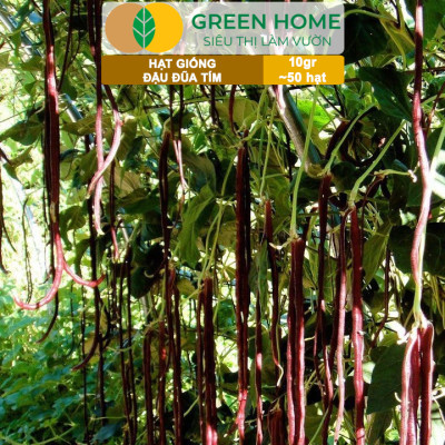 Hạt Giống Đậu Đũa Tím, Greenhome, Gói 10GR~50 hạt, Dễ Trồng Quanh Năm, Nảy Mầm Cao, T38