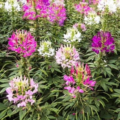 Hạt giống hoa Túy Điệp - Hồng Ri VTP182