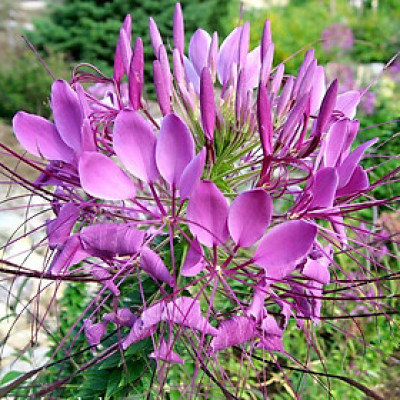 Hạt giống hoa Túy Điệp - Hồng Ri VTP182