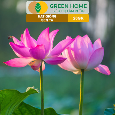 Hạt Giống Hoa Sen Ta GreenHome, Gói 20 Gram, Dễ Trồng, Nảy Mầm Tốt, Bông To, Lá Dày H10