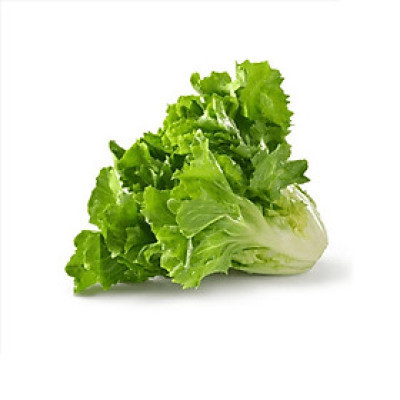 Hạt giống xà lách Scarol VTP58