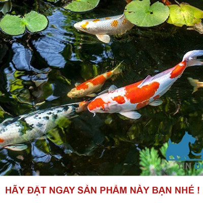 Xốp Lọc Bể Cá 90x30cm Cao Cấp | Vật Liệu Lọc Nước Hồ Cá Hiệu Quả