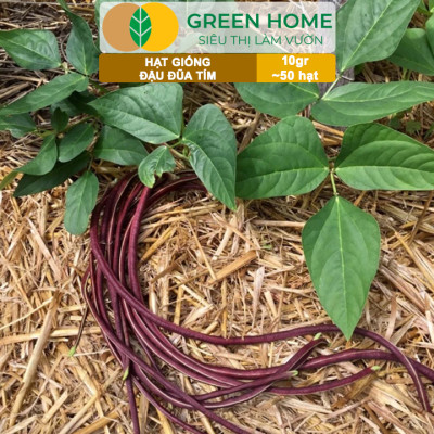 Hạt Giống Đậu Đũa Tím, Greenhome, Gói 10GR~50 hạt, Dễ Trồng Quanh Năm, Nảy Mầm Cao, T38