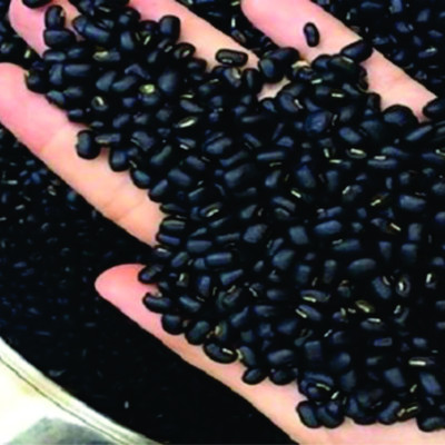 Đậu đen xanh lòng rang sẵn - 1kg - (FTAKY) - Đậu đen xanh lòng hữu cơ - hạt nhỏ thuần chủng