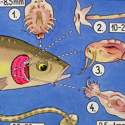  Đèn UV 200W AQUA SUV+ Diệt Khuẩn, Rêu Tảo Hồ Cá Koi , Xử Lý Nước Thải, Nước Sinh Hoạt Trong 7 Ngày