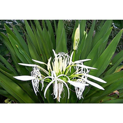 Củ giống cây đại tướng quân (cây NÁNG TRẮNG)