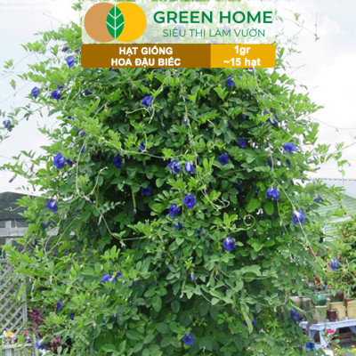 Hạt Giống Hoa Đậu Biếc Greenhome, Gói 1gr~15 hạt, Sai Hoa, Màu Rực Rỡ, Dễ Trồng Quanh Năm, Nảy Mầm Cao H06