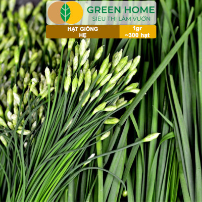 Hạt Giống Hẹ Cao Sản GreenHome, Gói 1g~300 hạt, Dễ Trồng, Nảy Mầm Cao, Thu Hoạch, Năng Suất Cao G04