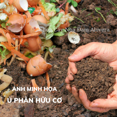 Chế Phẩm TRICHODERMA Chuyên Ủ Các Loại Phân Hữu Cơ Cho Mọi Cây Trồng (Túi 1KG)