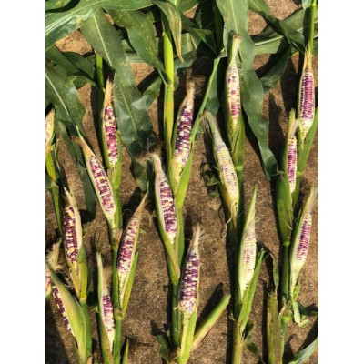 Hạt giống bắp nếp thái hồng nova KNS33 - Gói 50gram