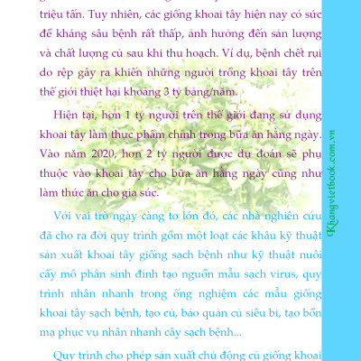 Bí Quyết Thành Công Kĩ Thuật Trồng Khoai Tây Hiệu Quả - KV