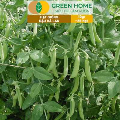 Hạt Giống Đậu Hà Lan Greenhome, Gói 10gr~35 hạt, Dễ Trồng, Nảy Mầm Cao, Thu Hoạch Nhanh, Năng Suất Cao T18
