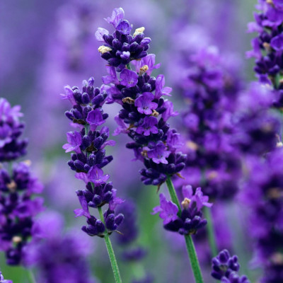 Tinh dầu Oải Hương (Lavender) 50ml Mộc Mây - tinh dầu nguyên chất 100% từ thiên nhiên - chất lượng và mùi hương vượt trội