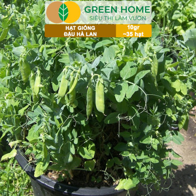 Hạt Giống Đậu Hà Lan Greenhome, Gói 10gr~35 hạt, Dễ Trồng, Nảy Mầm Cao, Thu Hoạch Nhanh, Năng Suất Cao T18