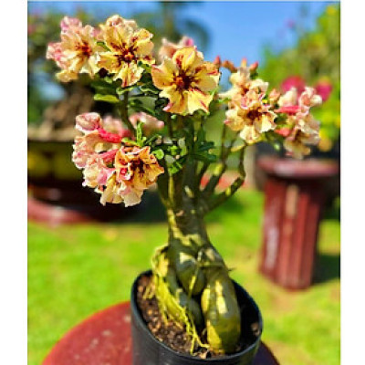 Hạt giống hoa sứ ghép Thái Lan mỏ vịt hoa vàng - Bịch 10 hạt – Mã số 2093-1