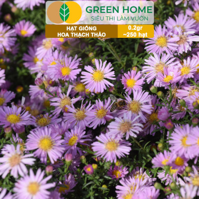 Hạt Giống Hoa Thạch Thảo Greenhome, Gói 0.2gr~250 hạt, Dễ Trồng Quanh Năm, Tỷ Lệ Nảy Mầm Cao H14