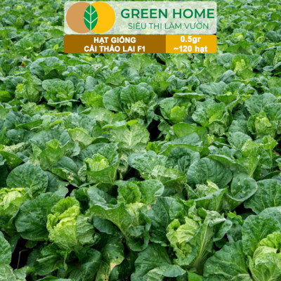 Hạt Giống Cải Thảo Goki Greenhome, Bao 0,5gr~120 hạt, Dễ Trồng, Nảy Mầm Cao, Năng Suất Cao T22