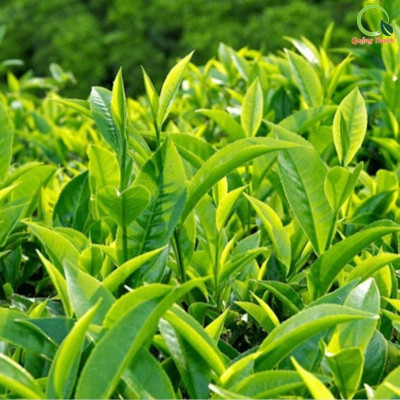 Bột Trà Xanh Sấy Lạnh Nguyên Chất Quảng Thanh Hộp 45g  - Đắp mặt làm dịu da, kháng khuẩn, kháng viêm, giảm cân