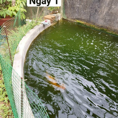 Đèn UV 40W AQUA SUV+ Diệt Khuẩn, Rêu Tảo Hồ Cá Koi , Xử Lý Nước Thải, Nước Sinh Hoạt Trong 7 Ngày