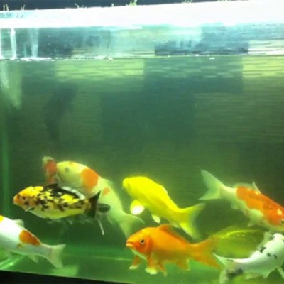 Đèn UV 40W AQUA SUV+ Diệt Khuẩn, Rêu Tảo Hồ Cá Koi , Xử Lý Nước Thải, Nước Sinh Hoạt Trong 7 Ngày