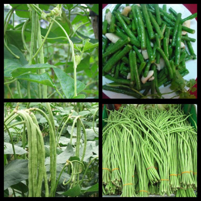 Hạt giống đậu đũa cao sản hạt đen dạng leo VTS23