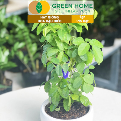 Hạt Giống Hoa Đậu Biếc Greenhome, Gói 1gr~15 hạt, Sai Hoa, Màu Rực Rỡ, Dễ Trồng Quanh Năm, Nảy Mầm Cao H06