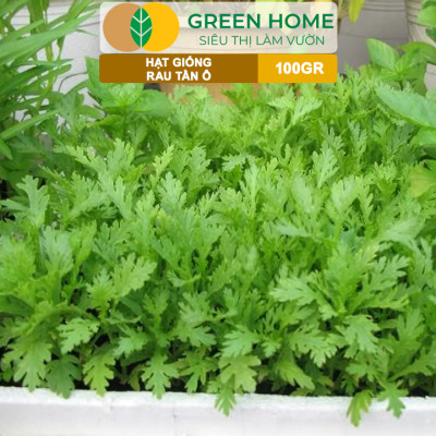Hạt Giống Rau Tần Ô GreenHome, GÓI 100GR, Cải Cúc Dễ Trồng, Thu Hoạch Nhanh, Năng Suất Cao R34