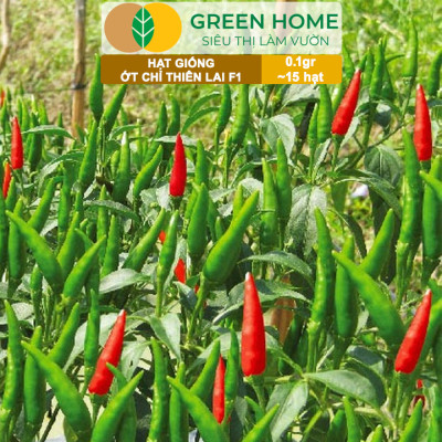 Hạt Giống Ớt Chỉ Thiên Greenhome, Gói 1gr, Sai Trái, Siêu Cay, Dễ Trồng Quanh Năm, Nảy Mầm Cao, Thu Hoạch Nhanh G10