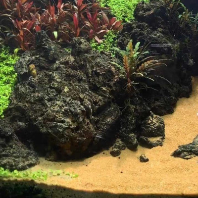 Cát Nắng Vàng 1.2KG trải nền bể cá thủy sinh, hạt to làm thác suối cát, vật liệu lọc nước, trang trí hồ cá, tiểu cảnh