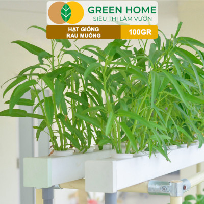 Hạt Giống Rau Muống GreenHome, GÓI 100GR, Dễ Trồng, Nảy Mầm Cao, Thu Hoạch, Năng Suất Cao R28